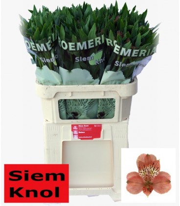 Alstromeria Estee