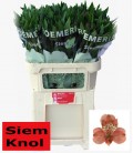 Alstromeria Estee