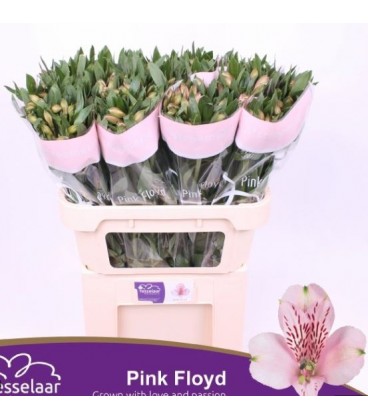 Alstromeria Pink Floyd