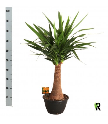 Yucca Elephant pot de 30 H 100cm