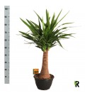 Yucca Elephant pot de 30 H 100cm