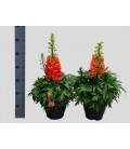 Delphinium Red lark Ø 23 h 50