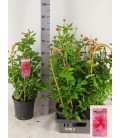 Rosier select pearl Ø 22 h 75