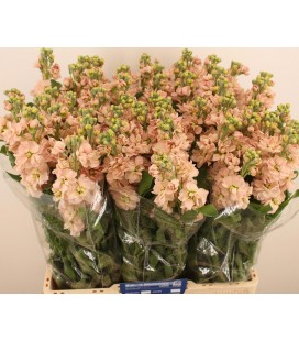 Giroflée Milla Saumon 65 cm