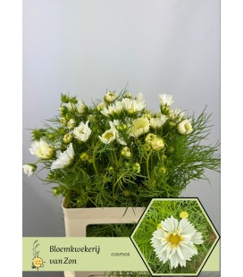 Cosmos Blanc et Rose 60/65 cm