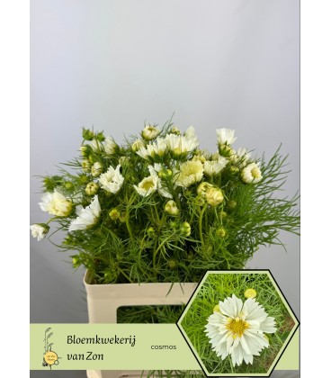 Cosmos Bipinnatus 60 cm