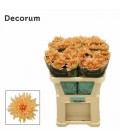Chrysantheme G Kalimba salmon 70 CM
