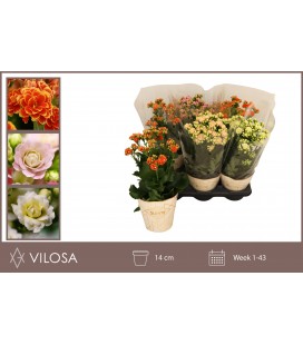 Kalanchoe Haut  Ø 14 H 40 cm
