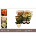 Kalanchoe mix Ø 14