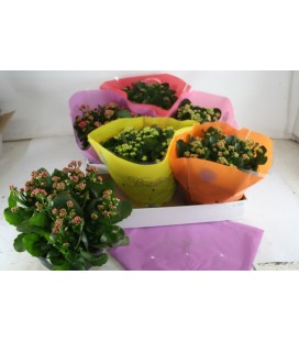 Kalanchoe mix 6 coul coupe Ø 23