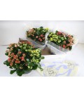 Kalanchoe Coupe de 23 Carnaval 