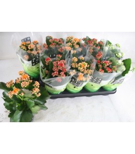 Kalanchoe mix  Ø12