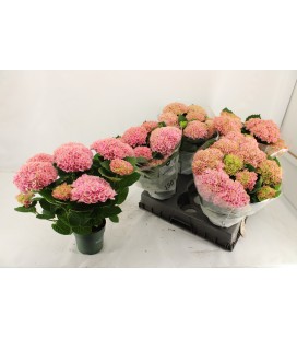 Hortensia Mag Revolution Rose ou Bleu Ø 14
