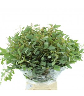 Eucalyptus populus baies 65 cm 200 