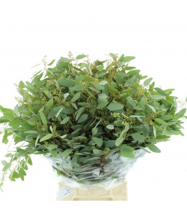 Eucalyptus populus  baie 