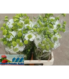 Scabieuse Scoop blanche 60 cm