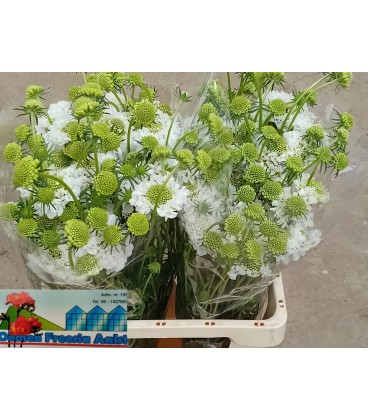 Scabieuse Scoop blanche 50 cm