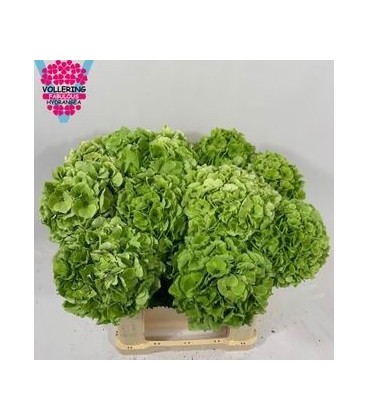 Hortensia M Ch Wit Verena CL 60 CM