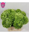 Hortensia M Ch Wit Verena CL 50 cm