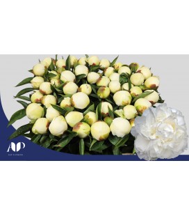 Pivoine Duchesse de Nemour 60 cm