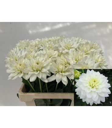 Dahlia Karma Zwaan