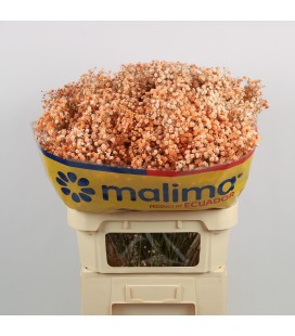 Gypsophile teinté x25