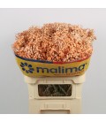 Gypsophile teinté *25