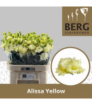 Lisianthus alissa yellow