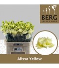 Lisianthus alissa yellow