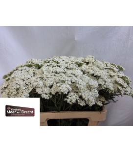 Achilée White Beauty 70 cm