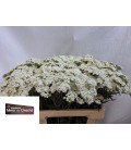 Achilée White Beauty 70 cm