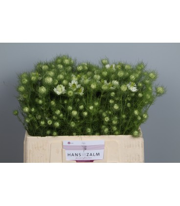 Nigelle de damas