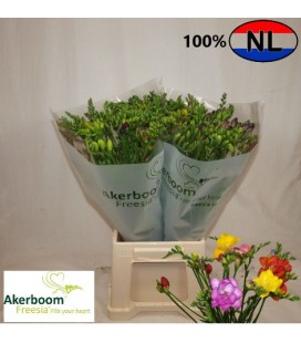 Freesia mix