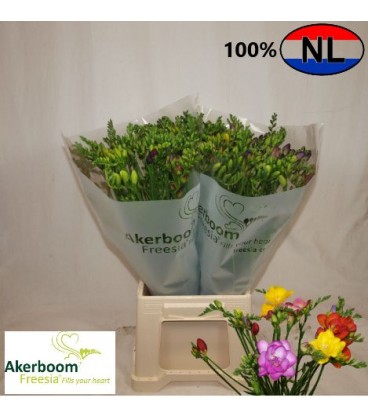 Freesia mix