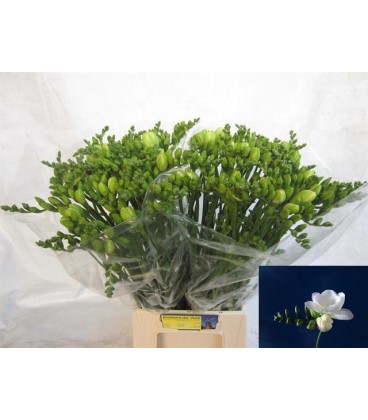 Freesia Du Essence