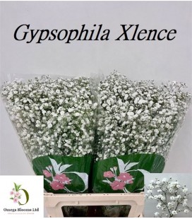 Gypsophile Xlence 