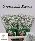 Gypsophile Xlence 