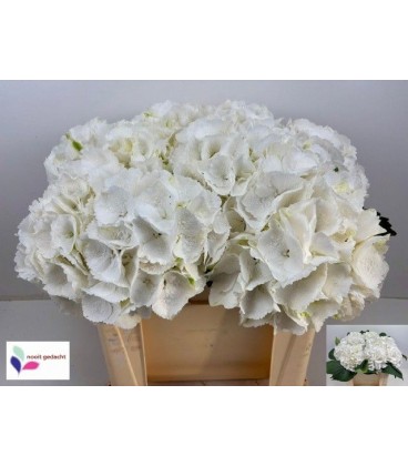 Hortensia Schneeball 50 cm