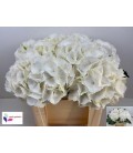 Hortensia Schneeball 50 cm