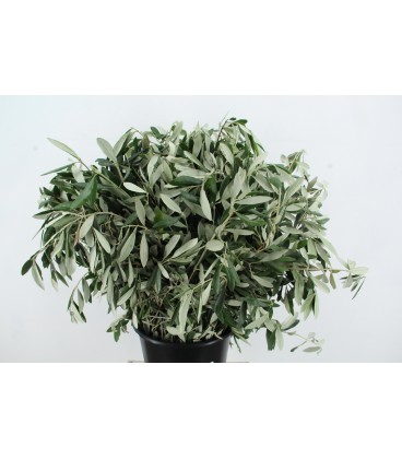 Olivier botte  60 cm 150 g