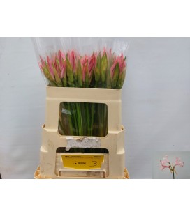 Nerine Vesta 60 cm