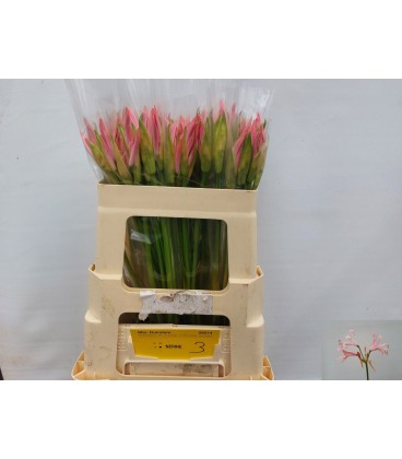 Nerine Vesta 60 cm