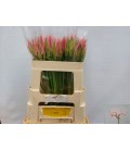 Nerine Vesta 60 cm