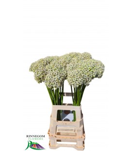 Allium blanc 65 cm