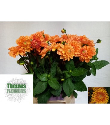Dahlia Sylvia 45 cm
