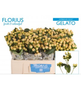 Hypericum Gelato 50 cm