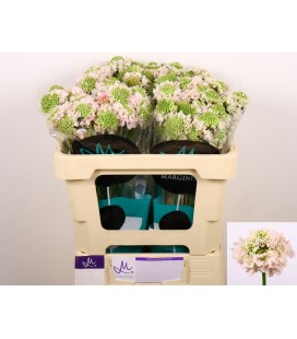 Scabieuse Vanilla scoop 50 cm