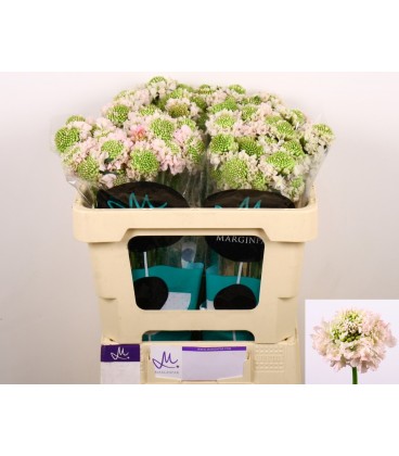 Scabieuse Vanilla scoop 50 cm