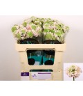 Scabieuse Vanilla scoop 50 cm