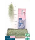 Tillansia suspension 60 cm